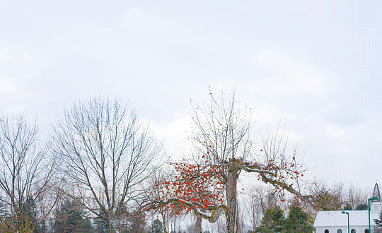 双胞胎男宝宝起名大全最新
