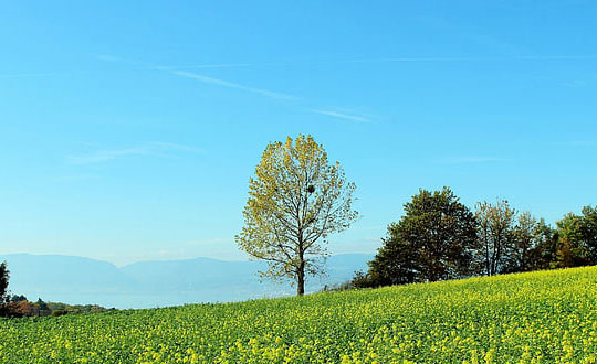 100分女孩名字带寓意的,独特稀少女孩名字