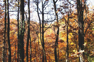 游戏名字之女生王者id沙雕可爱的推荐