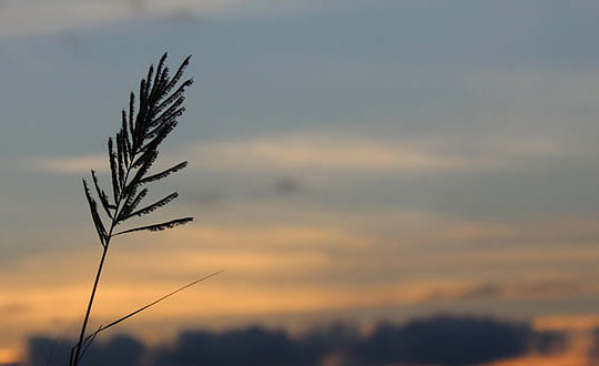 女孩起名取名漂亮有涵养的名字：经典字参考