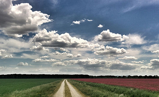 百家姓取名：杨姓起名大全