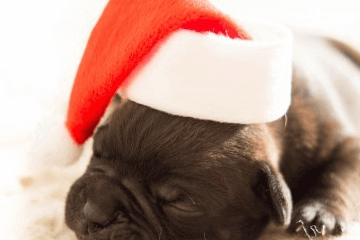 独一无二的兔子名字