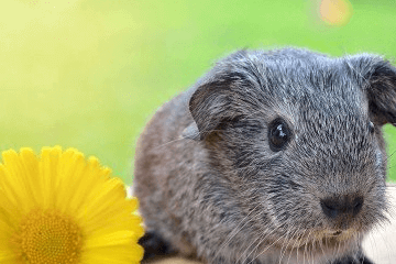 独一无二的兔子名字