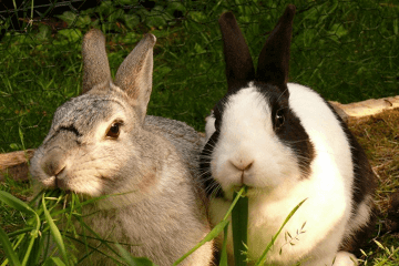 兔子名字可爱洋气2个字之网友问答