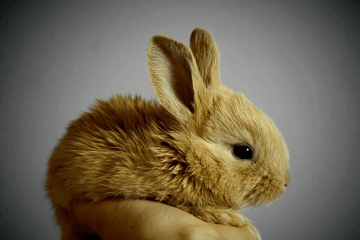 兔子吉祥物名字推荐