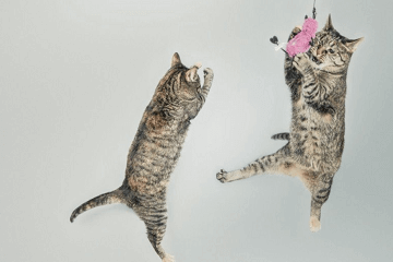 100个招财猫名字