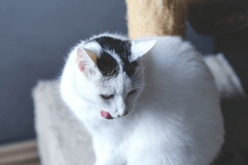 100个招财猫名字