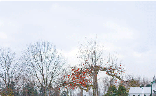 国学底蕴的女孩名字（如诗美名）