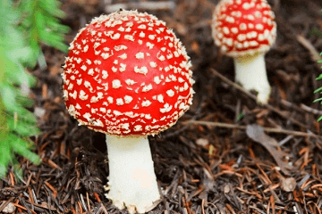 有文化又搞笑的网名