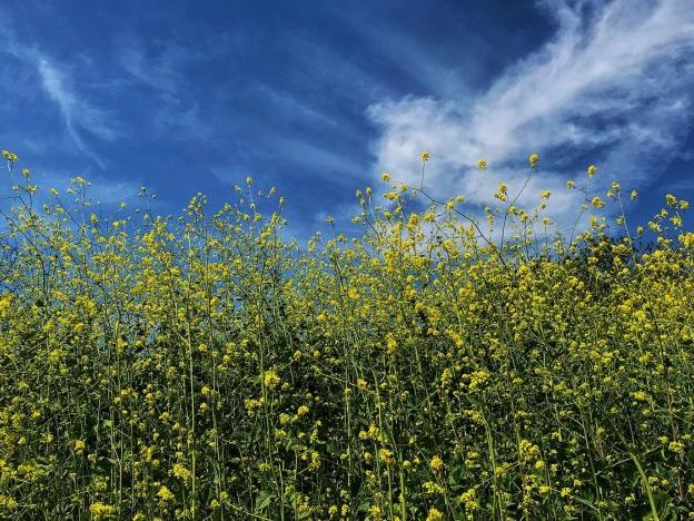 和平精英军团名字大全