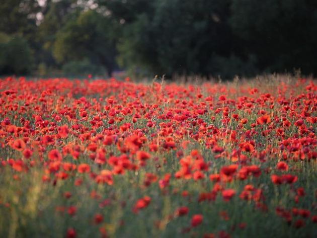 2024甲辰年属龙姓阮女孩应该如何起名呢？