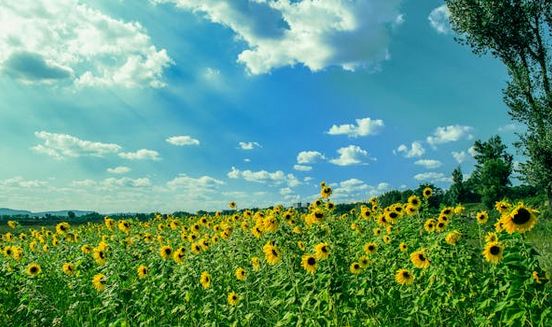 永久不换的优质网名ID