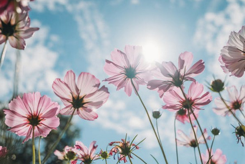 店铺起名丨花店取名吸引人的店名大全