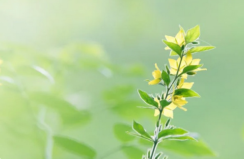 网名丨四字昵称简洁大气的