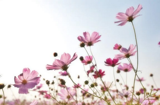 网名丨4个字清新淡雅网名