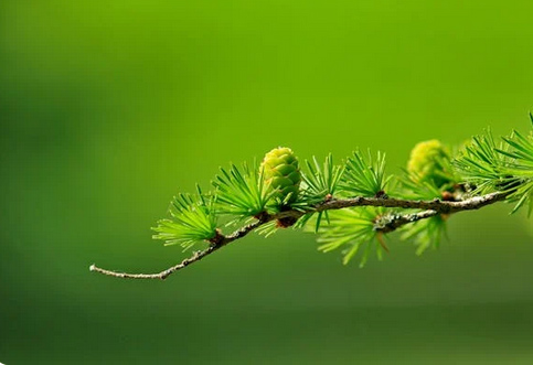 网名丨可爱又小众的微信网名ID