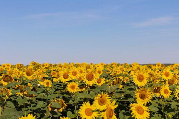 网名 | 一生不舍的微信网名