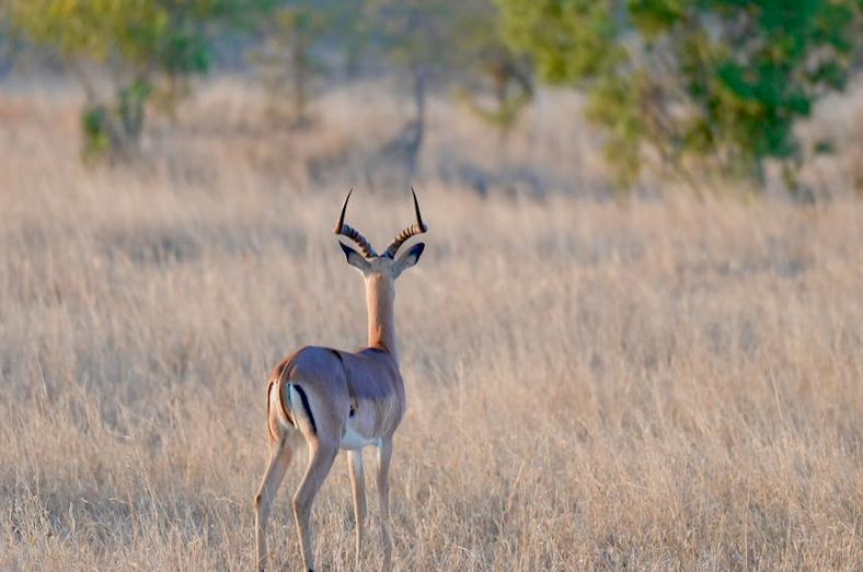 网名丨关于梨的小众网名ID