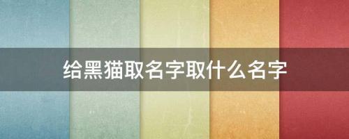 给黑猫取名字取什么名字